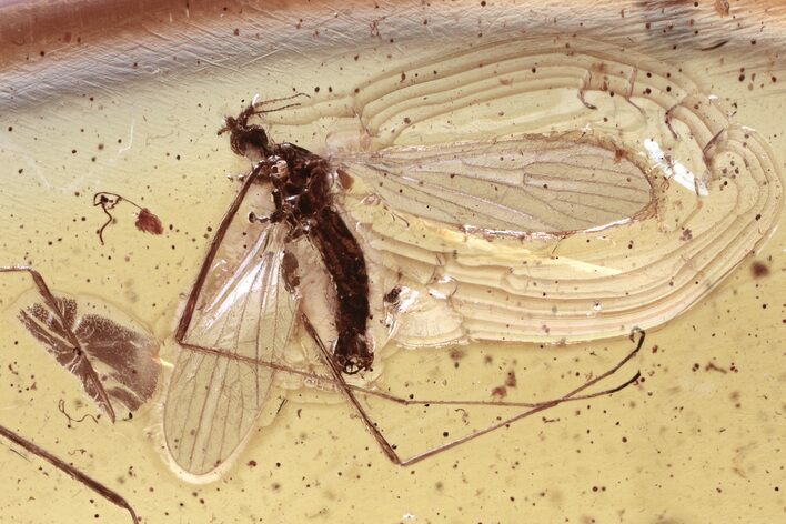 Fossil Crane Fly (Limoniidae) and Mite (Acari) in Baltic Amber #335834